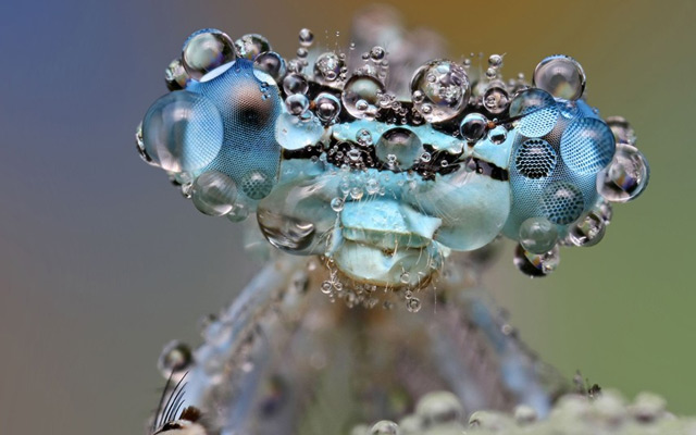 Dew Drop Insects