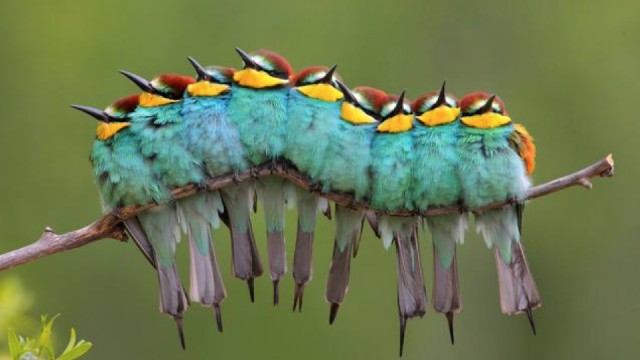 Caterpillar birds