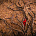 Roots Birth by Julien Orre