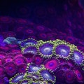 Korallen Bewegung in Zeitlupe