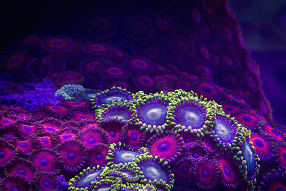 Korallen Bewegung in Zeitlupe