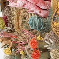Courtney Mattison Coral Reefs