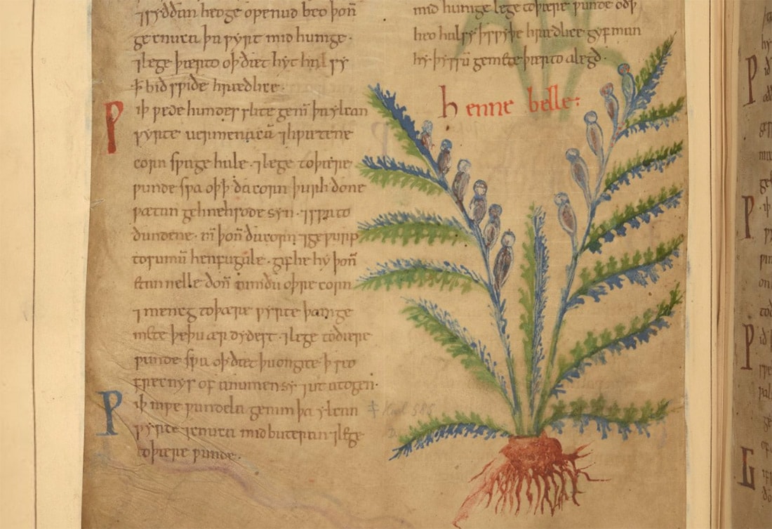 Cotton MS Vitellius C III Pflanzenbuch im Britischen Museum