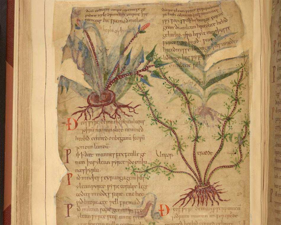 Cotton MS Vitellius C III Pflanzenbuch im Britischen Museum