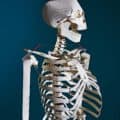 TASCHEN - Menschliches Skelett aus Pappe