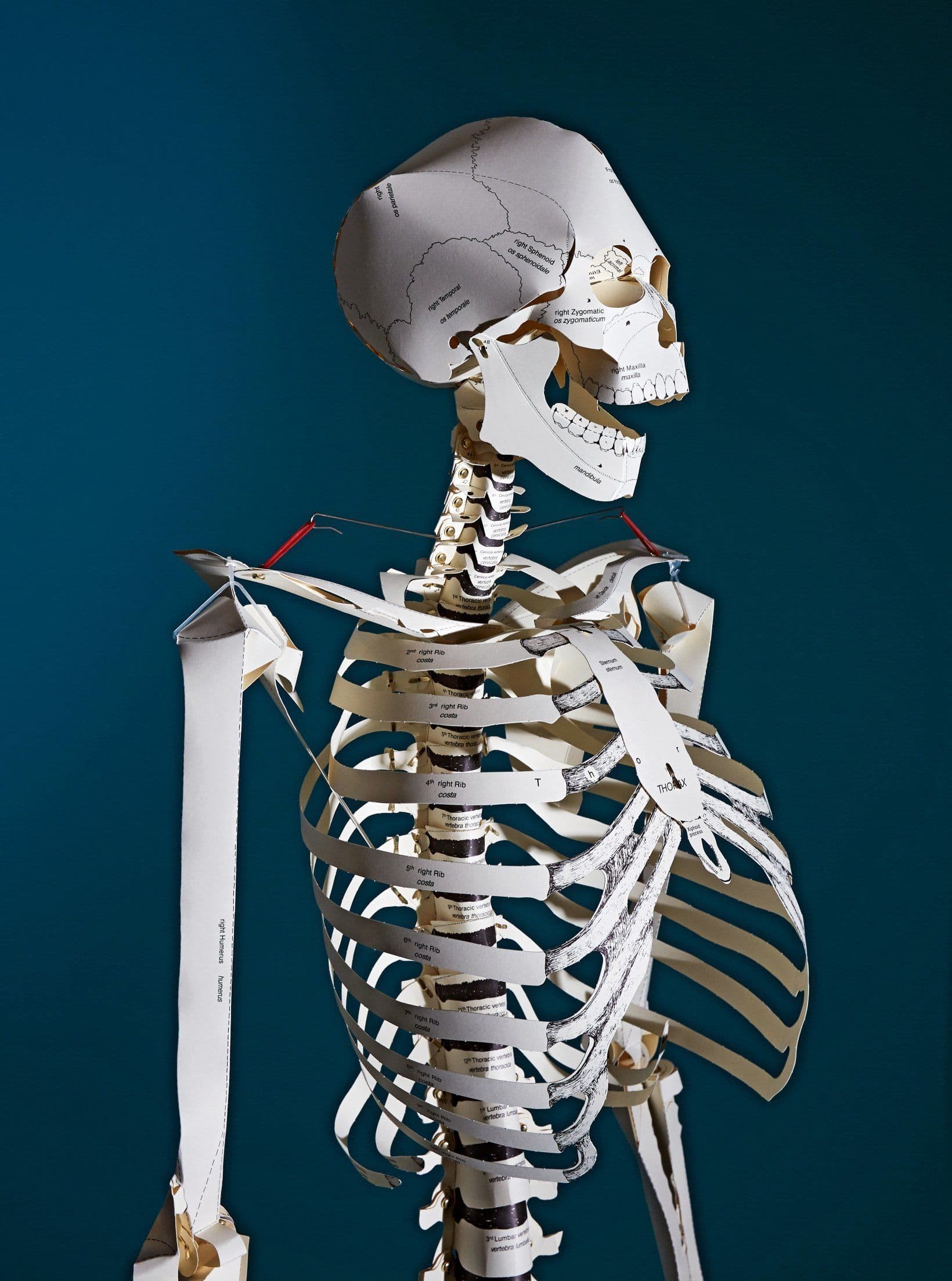TASCHEN - Menschliches Skelett aus Pappe