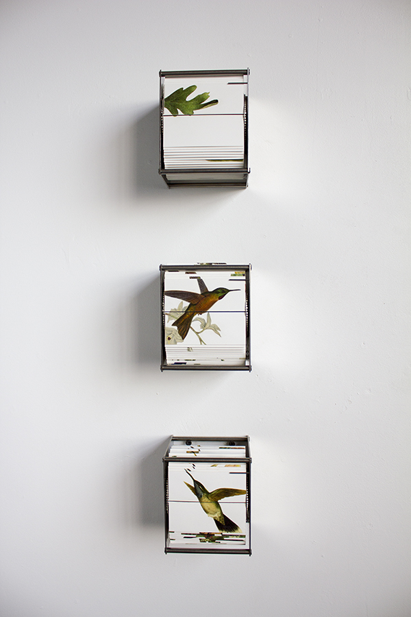Juan Fontanive - Ornithology - Bewegte Bilder Design