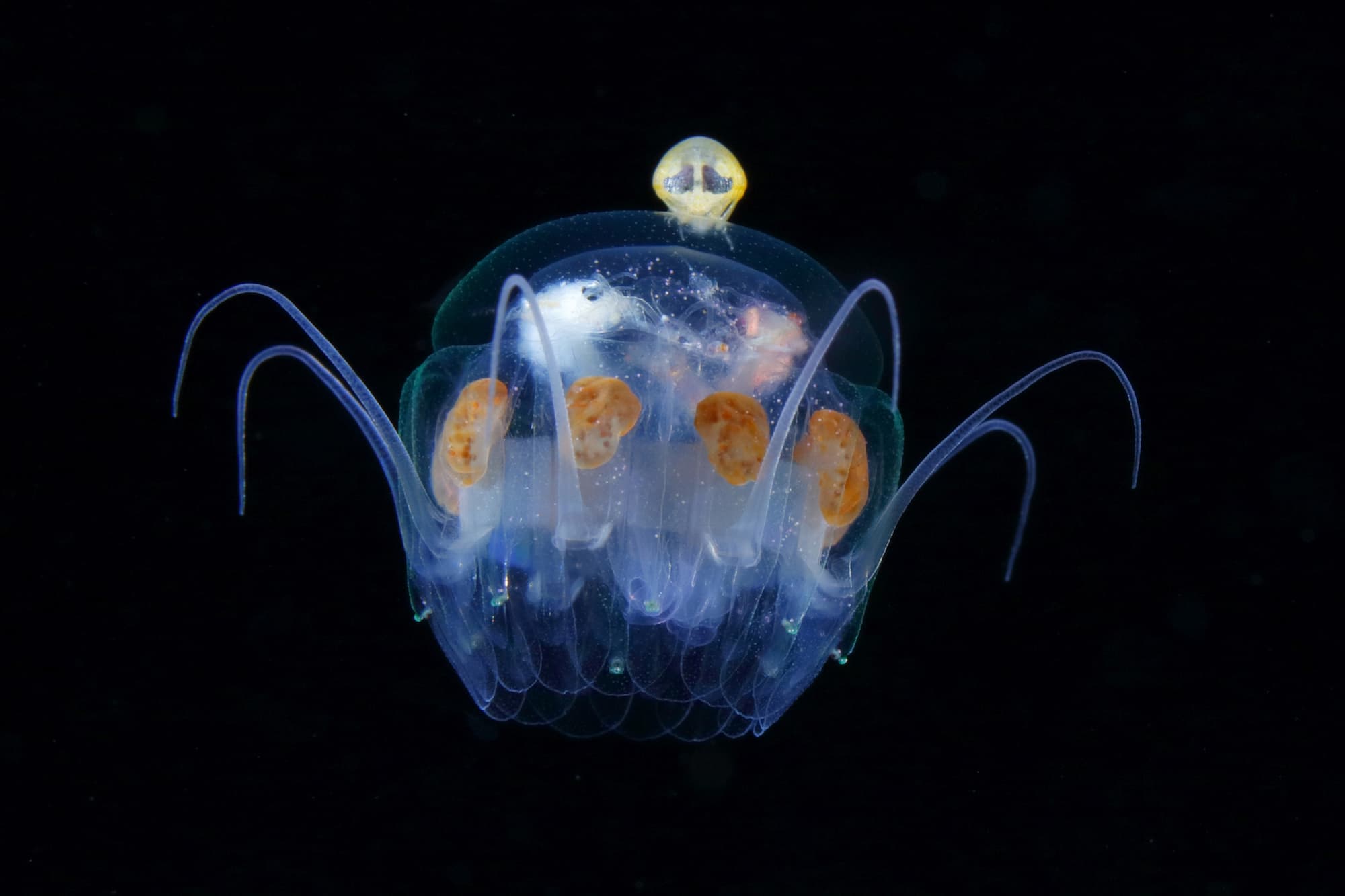 Ryo Minemizu - Phenomenons - Unterwasserfotografie