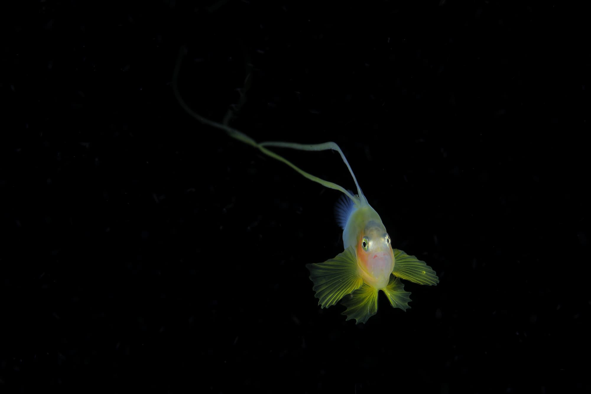Ryo Minemizu - Phenomenons - Unterwasserfotografie