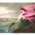 John James Audubon - Amerikanische Vögel - Kostenlose Illustrationen