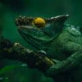 Ben Simon Rehn Fotografie - Amphibien in Madagaskar