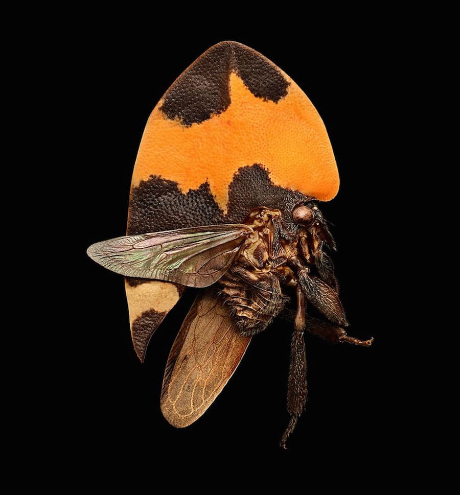 Levon Biss - Mikroskulpturen von Insekten